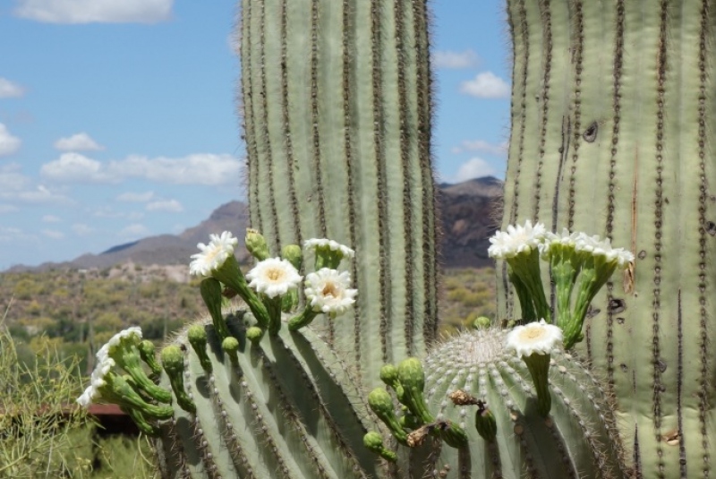 Fotogaleria / Phoenix, Arizona